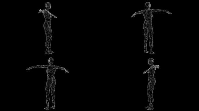女性X射线全息图的3d动画