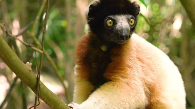 马达加斯加森林的加冕狐猴