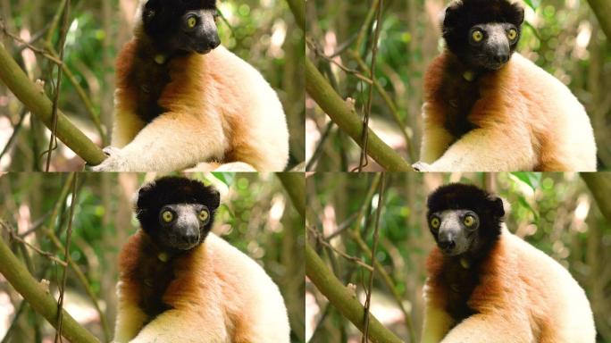 马达加斯加森林的加冕狐猴