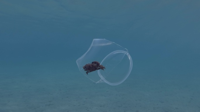 活螃蟹被困在塑料杯里