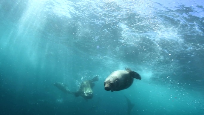 海豹在清澈的海水中游泳