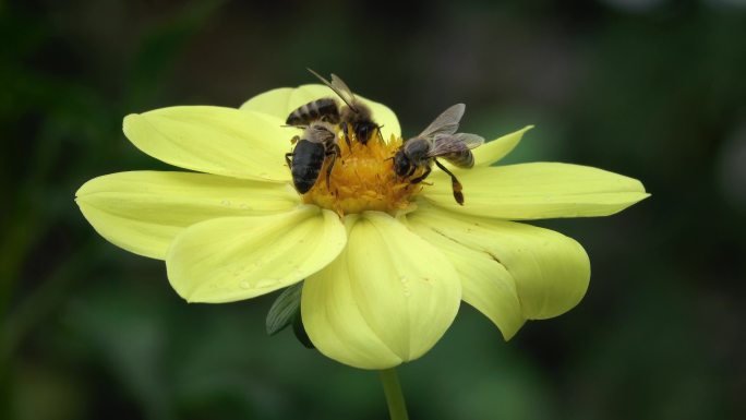 蜜蜂从一朵黄色的花中采集花蜜