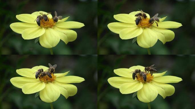 蜜蜂从一朵黄色的花中采集花蜜