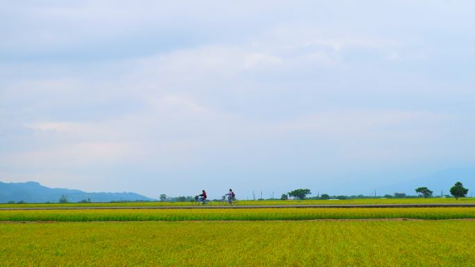 台湾台东县池上乡布朗大道的稻田。
