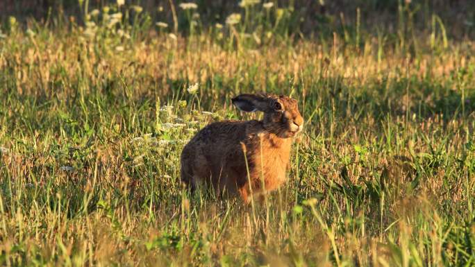 野兔食草特写镜头野外环境警惕迷失