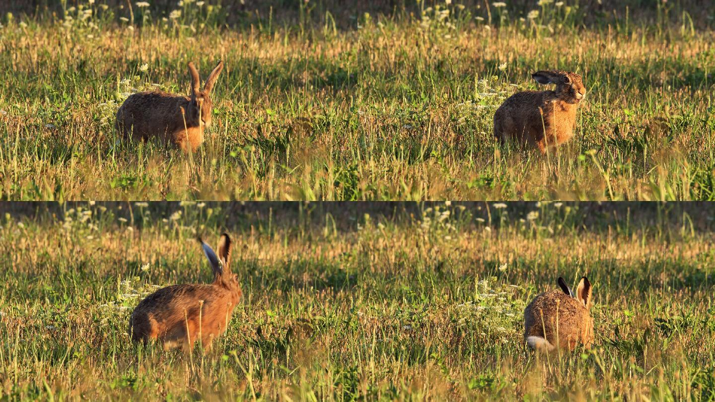野兔食草特写镜头野外环境警惕迷失