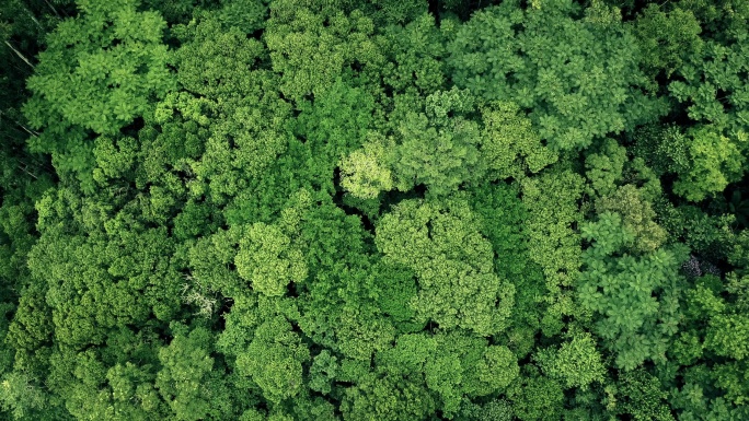 巴西亚马逊热带森林