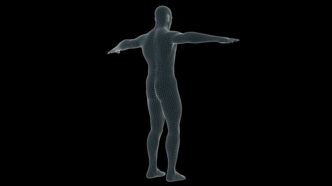 人体X射线全息图的三维动画