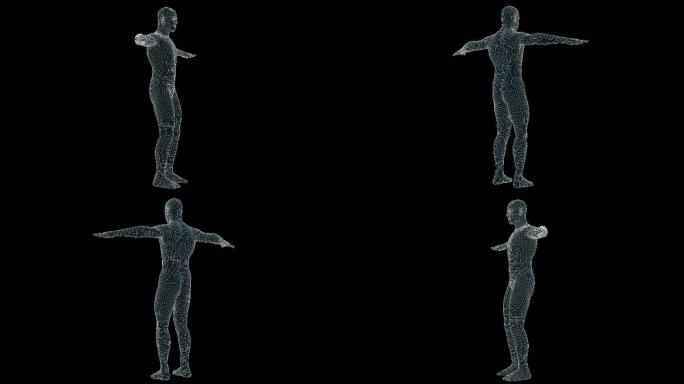 人体X射线全息图的三维动画