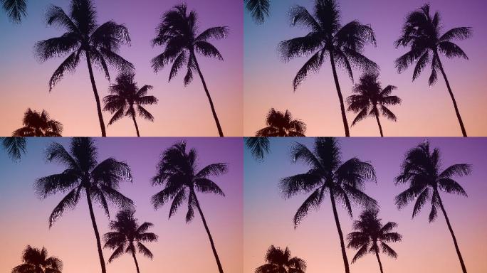 日落时的复古夏威夷棕榈树