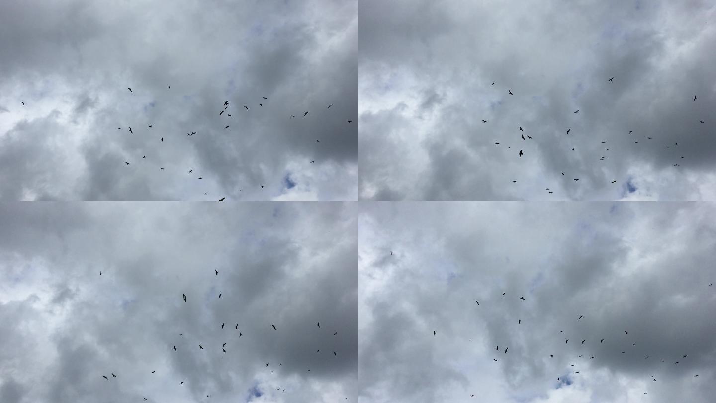 一群老鹰在灰色的天空中盘旋