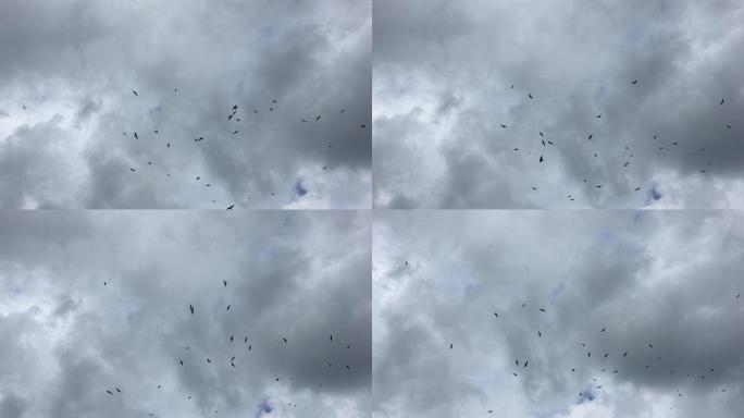 一群老鹰在灰色的天空中盘旋