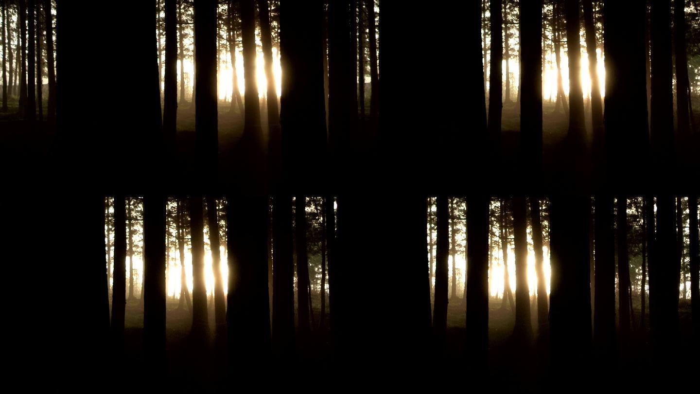 晨曦流淌的森林逆光丛林幽暗树林空镜空境