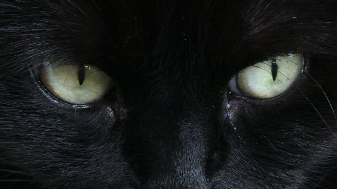 深黑警觉的猫