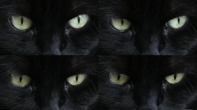 深黑警觉的猫