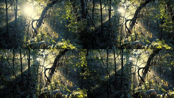 阳光穿过雨林丛林原始森林大自然灌木丛