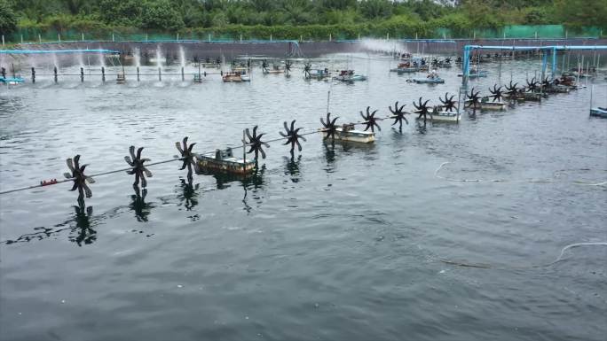 养殖黑虎虾的鱼塘水开发制备