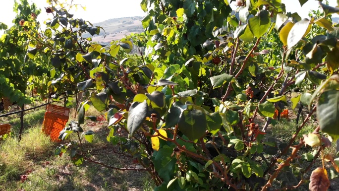 意大利南部葡萄园收获葡萄的场景