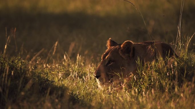 一头母狮在草地上休息，四处张望