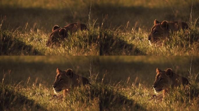 一头母狮在草地上休息，四处张望
