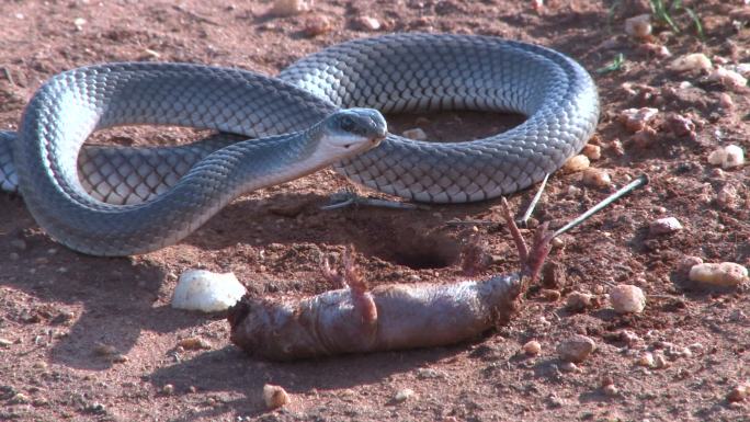 黑曼巴蛇吃猎物