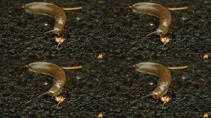无壳的蜗牛在地上爬