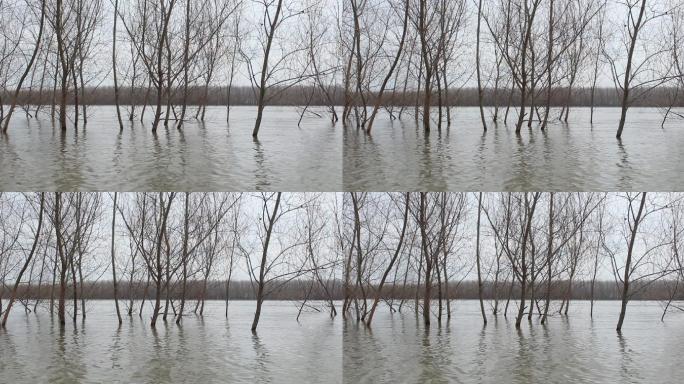 多瑙河泛滥树木云天春天