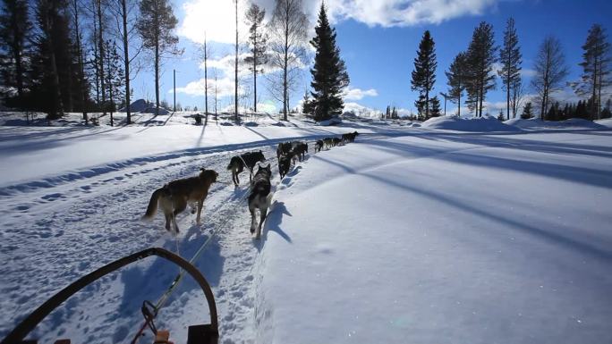 冬季景观中的狗拉雪橇