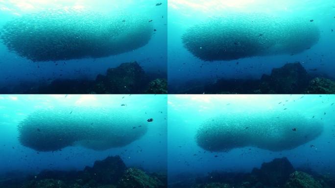 鱼群在水下形成球状。