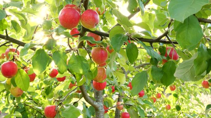 阳光下的苹果树嘎啦果红富士红苹果丰收日照