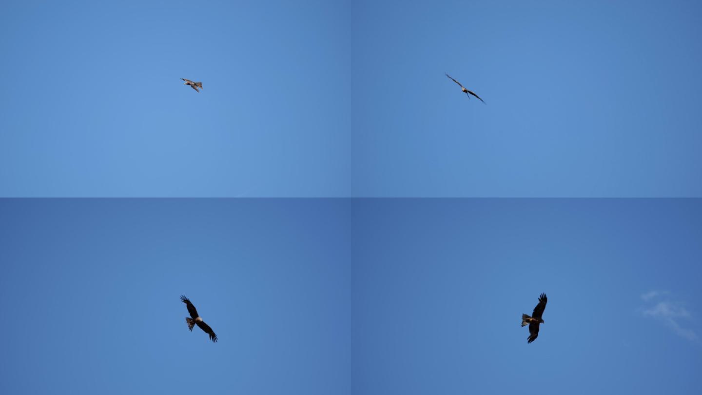 一只鹰在瑞士天空飞翔的特写慢镜头