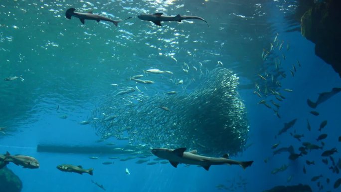 养深海鱼群深海鱼鱼群环绕一群鱼