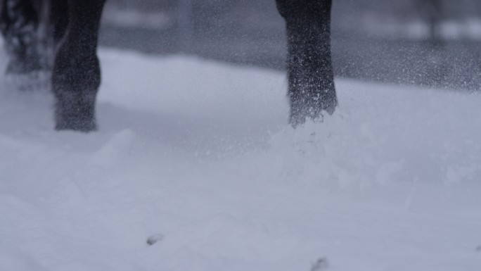 特写镜头：马蹄在雪地上行走的详细照片。