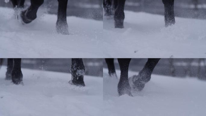 特写镜头：马蹄在雪地上行走的详细照片。
