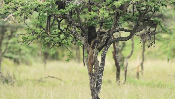 狒狒宝宝在树上玩耍