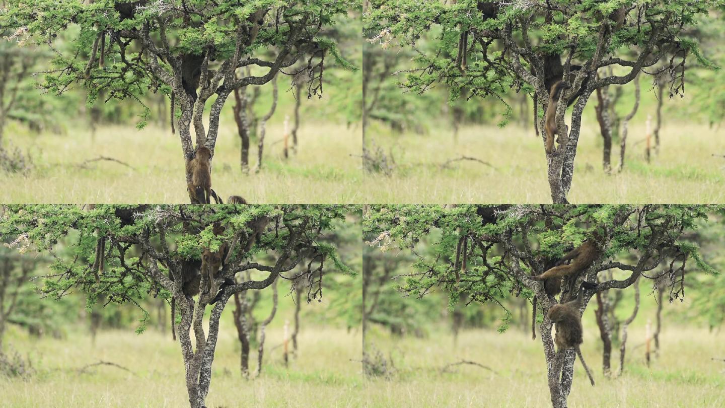 狒狒宝宝在树上玩耍