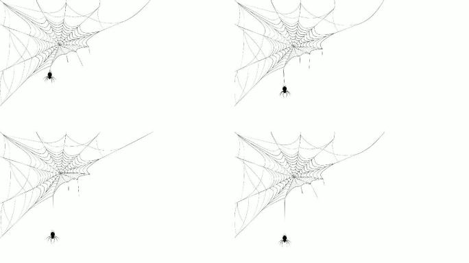 动画蜘蛛网在风中摇摆