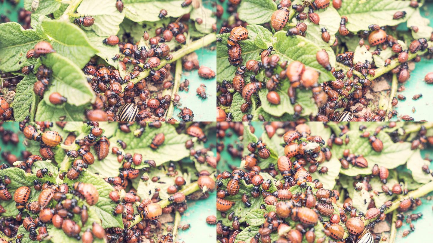 成千上万的科甲虫正在吃土豆叶