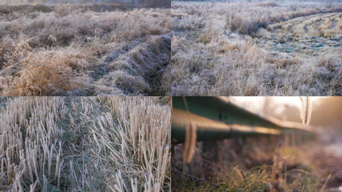 农村霜降的枯草空镜素材