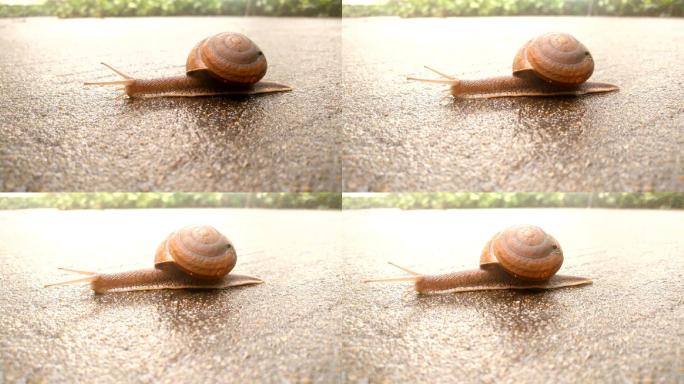 蜗牛在潮湿的地板上爬行