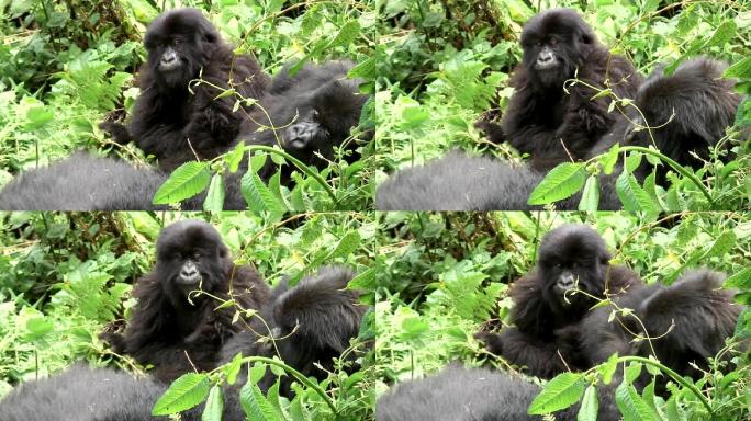 非洲热带森林的野生大猩猩