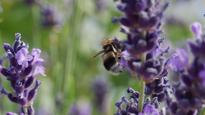 大黄蜂在薰衣草上的特写镜头