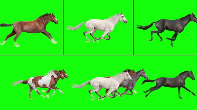 一群奔跑的马动物步态绿色运动图像