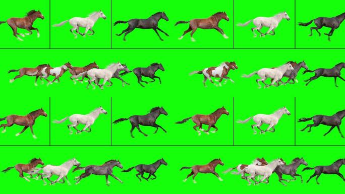 一群奔跑的马动物步态绿色运动图像