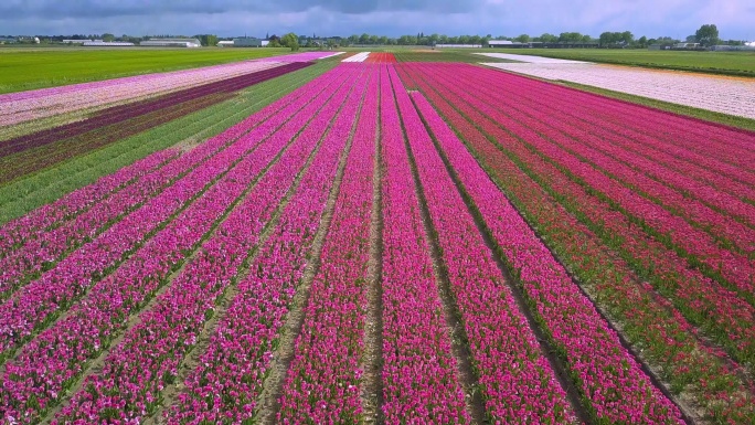 荷兰阿姆斯特丹郊外的郁金香花盛开