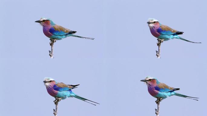 树枝上的小鸟树枝上的鸟鸟特写