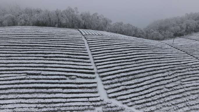 4K航拍雾雪中的高山茶园15