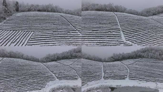 4K航拍雾雪中的高山茶园15