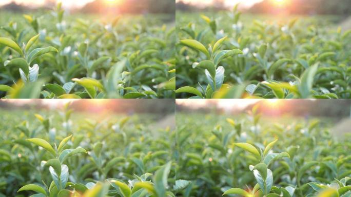 日落时植物中的绿茶叶子
