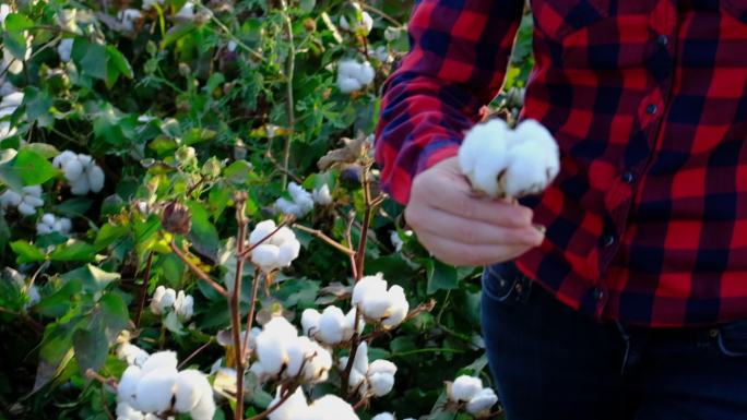 棉花收获手成熟农场